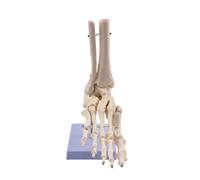 Modello di Scheletro Umano con Supporto | Struttura in PVC Resistente, Modello di Articolazione Del Piede e Della Caviglia, Finitura Effetto Osso, per Aula, Clinica