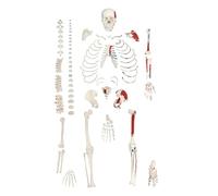 Modello di scheletro umano da 170 cm for anatomia, corpo intero 219 ossa con colorazione muscolare, articolazioni mobili e cranio, 1 set