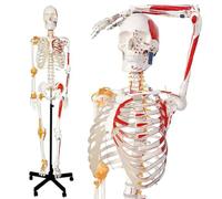 Modello Di Scheletro Umano Da 170Cm Modello Anatomico Di Scheletro Umano Insegnamento Per Esposizione E Studio A Grandezza Nat A