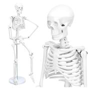 Modello di scheletro umano da 33,5'' for anatomia - Modello di scheletro a grandezza naturale, cranio umano in 3 parti, 206 ossa, gambe e supporto in metallo for esposizione e studio medico