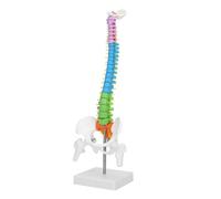 Modello di scheletro umano da 45 cm, modello di colonna vertebrale flessibile e colorata con bacino, femore, anatomia umana for esercizi di posizionamento medico delle ossa Stampi didattici