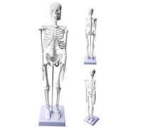Modello di scheletro umano da 45 cm per anatomia, modello di anatomia a scheletro piccolo, modello funzionale di anatomia per studio di medicina e cliniche