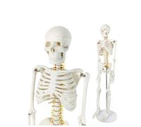 Modello di scheletro umano da 85 cm con muscoli dipinti - Mini modello anatomico for l'insegnamento e l'apprendimento 'anatomia, 1 pezzo