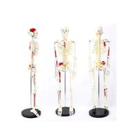 Modello di scheletro umano da 85 cm con muscoli dipinti - Mini modello anatomico for l'insegnamento e l'apprendimento 'anatomia, 1 pezzo