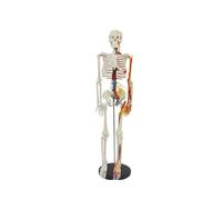 Modello di scheletro umano da 85 cm con nervi e vasi - Scheletro anatomico in PVC for studenti e studi di ricerca