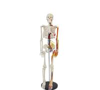 Modello di scheletro umano da 85 cm con nervi e vasi - Scheletro anatomico in PVC for studenti, educatori e studi di ricerca