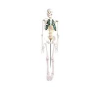 Modello di scheletro umano da 85 cm for anatomia, scheletrico in PVC a grandezza naturale con articolazioni mobili e ossa staccabili