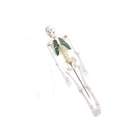 Modello di scheletro umano da 85 cm for anatomia, scheletro anatomico in PVC a corpo intero con articolazioni mobili e ossa staccabili