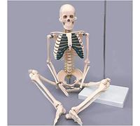 Modello di Scheletro Umano da 85 Cm - Modello Osseo di Scheletro A Grandezza Naturale con Insegnamento dei Legamenti Modello di Scheletro per L'insegnamento Medico con Display di Studio