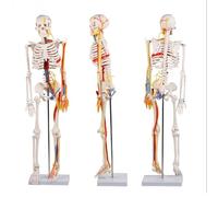 Modello di scheletro umano da 85cm con nervi, vasi sanguigni, cuore e cervello, braccia e gambe flessibili per l'aula del laboratorio di scienze