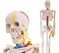 Modello Di Scheletro Umano Da 85Cm Modello Anatomico Scheletro Con Nervi E Arterie Corpo Medicina Umana Per Studenti, Educatori E Studi Di Ricerca A
