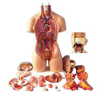 Modello di Scheletro Umano di 55 Cm, Modello di Corpo del Torso Umano, Pezzi Estraibili di Organi Umani, Modello di Anatomica 4D per L'insegnamento, L'istruzione, Scuola