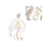 Modello di scheletro umano disarticolato a grandezza naturale for lo studio 'anatomia - Scheletro in PVC a corpo intero, 1 pezzo