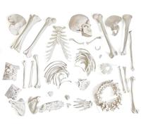 Modello di scheletro umano disarticolato per anatomia, altezza 170,2 cm, modelli di scheletro a grandezza naturale con cranio, colonna vertebrale, ossa, mani e piedi articolati, per l'apprendimento