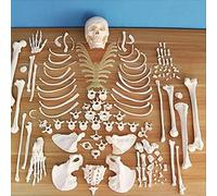 Modello di scheletro umano for anatomia, modello disarticolato a grandezza naturale, modello sparsi di 206 pezzi for insegnamento e studio, 1 set