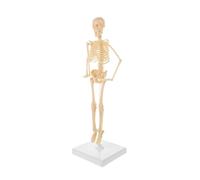 Modello di scheletro umano for l'apprendimento 'anatomia, figura in PVC con assemblaggio fai-da-te con base