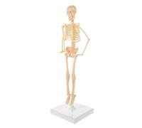 Modello di scheletro umano for l'apprendimento 'anatomia, scheletro in PVC educativo for assemblaggio fai-da-te con base
