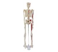 Modello di scheletro umano medico per anatomia 17.72 '' modello di scheletro umano completo del corpo con braccia e gambe mobili per anatomia di colore W/B Piccoli studi medici
