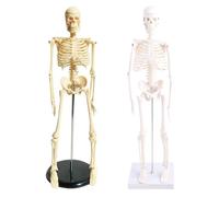 Modello di scheletro umano medico per anatomia 17,72" modello di scheletro umano del corpo pieno con le braccia e le gambe mobili per W/B
