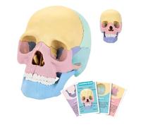 Modello di scheletro umano - Modello di apprendimento anatomico, teschio staccabile | Modello di scheletro della testa codificato a colori, modello educativo del cranio anatomico per classe