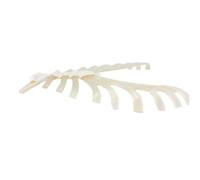 Modello di scheletro umano Modello di ossa sparse Cartilagine costale dello sterno for la ricerca e l'apprendimento di conoscenze pertinenti Stampi didattici