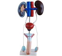 Modello di scheletro umano, modello medico del corpo, modello urinario | Modello umano di anatomia di scheletro per educazione medica, esposizione dettagliata del sistema urinario,