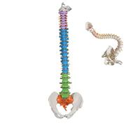 Modello di scheletro umano per anatomia, modello di colonna vertebrale a grandezza naturale da 85 cm, con midollo spinale flessibile, nervi e vasi sanguigni, ideale per l'educazione medica e lo studio