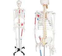 Modello di scheletro umano per studio anatomico, dettagliato con nervi spinali e punti muscolari, ideale per l'educazione medica e la ricerca