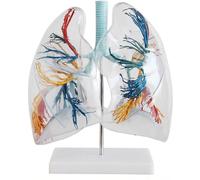 Modello di segmento polmonare umano trasparente 2X con modello anatomico del sistem respiratorio umano del polmone in PVC