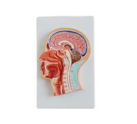 Modello di Sezione Sagittale Media della Testa Modello Cranio Cervello Anatomia Strumento Didattico Medicale