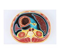 Modello Di Sezione Trasversale Toracica Anatomia Umana for L'istruzione | Modello toracico dettagliato for un efficace insegnamento e apprendimento dell'anatomia.