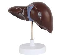 Modello di simulazione del fegato umano, Fegato di patologia digestiva del fegato umano 3D, Anatomia medica Plastica in PVC Dimensioni naturali, Ausili per la formazione medica Educazione medica