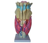 Modello di simulazione dell'articolazione della laringe umana - Modello anatomico di organo umano ingrandito professionale - Modello anatomico medico medico in pvc - insegnamento display studio medico
