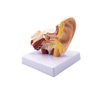 Modello di simulazione professionale della struttura dell'orecchio interno da tavolo