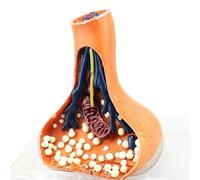 Modello di sinapsi neuronale, modello tridimensionale ingrandito di neurone sinaptico, modello anatomico del nervoso umano, strumento dimostrativo del nervoso A