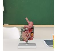 Modello di sistema digestivo umano Modello di dimostrazione del modello di