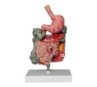 Modello di sistema digestivo umano PVC Display scientifico Studio di scienze