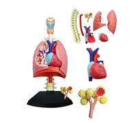 Modello di Sistema respiratorio 4D Modello di polmone anatomico, Modello di Cuore e polmoni Umani 21 Parti Rimovibili per l'insegnamento Medico