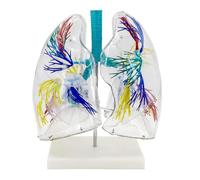 Modello di sistema respiratorio in PVC ingrandito 2X con bronchi | Modello trasparente di anatomia del polmone umano, arteria e vena polmonare for l'insegnamento e la visualizzazione