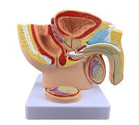 Modello di sistema urinario riproduttivo del bacino della prostata maschile umano, modello medico Sistema riproduttivo urinario umano del bacino anatomico dei maschi con il modello genitale