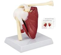 Modello di Spalla per Anatomia, Modello Anatomico di Articolazione della Spalla con Muscoli e Tendini, Modello di Spalla a Grandezza Naturale per Anatomia Medica