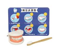 Modello di spazzolatura dei denti, spazzolatura dei denti Insegnante ai giocattoli | Trainer per spazzolatura dei denti con display dei denti realistico, modello educativo insieme per lezioni di
