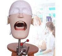 Modello di stampo dentale, manichini dentali a grandezza naturale, modello di studio dentistico per l'educazione e l'insegnamento dell'igiene A