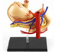 Modello di stomaco e pancreas umano, modello di anatomia gastrica | Modelli 1:1 di organi digestivi umani, strumento didattico di anatomia della patologia dello stomaco, for l'apprendimento