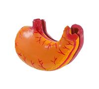 Modello Di Stomaco Umano Modello Di Anatomia Gastrica Professionale Per L'Insegnamento Medico Leggero Per Un Apprendimento Efficiente In Classe
