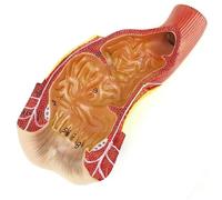 Modello di struttura anatomica del retto umano, modello educativo del canale ano-retto, organo medico, da insegnare agli studenti di medicina, da utilizzare in laboratorio o in classe.