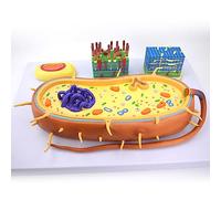Modello di struttura batterica, supporto didattico per morfologia e funzione, include nucleo, cromosoma, flagello, ideale per educazione biologica, aule scientifiche