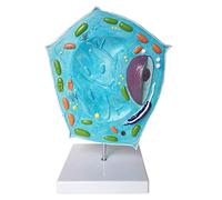 Modello di Struttura Cellulare - Modello di Anatomia Anatomica della pianta Modello di insegnamento Biologico - per la visualizzazione dello Studio in Aula di scienze Aiuto educativo Medico