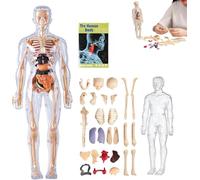 Modello di struttura chiara del corpo umano, kit di anatomia 3D da 29 pezzi, modello di torso umano di organi assemblati fai da te, modello di montaggio di ossa e organi rimovibili, per anatomia