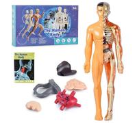 Modello di struttura del corpo umano trasparente, 29 pezzi, kit di anatomia 3D, figura di organo del busto umano assemblato fai da te, modelli di assemblaggio di ossa di organi rimovibili, ausili